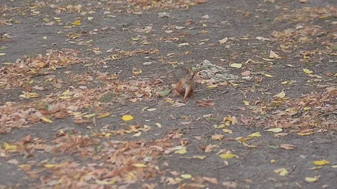The squirrel runs through the autumn park and foliage in search of nuts Stock Footage 223378767