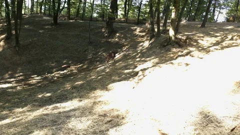 Squirrel runs through the forest Stock Footage 138114450