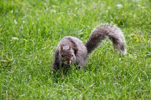 Squirrel Runs through Grass Stock Photos