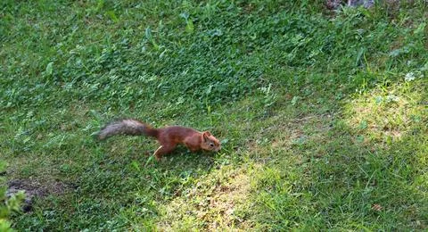 Squirrel runs through green grass in the forest on sunny summer day Stock Photos