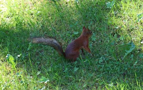 Squirrel runs through green grass in the forest on sunny summer day Stock Photos