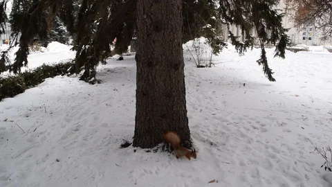 A squirrel runs through the snow near pine trees Stock Footage 101308864