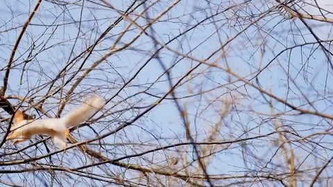 Squirrel runs through tree branches Stock Footage 82927625