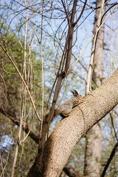 Squirrel runs through a tree Stock Photos
