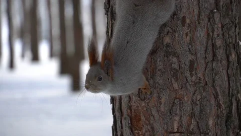 Squirrel runs through the winter forest. Eats nuts. Stock Footage 120551211