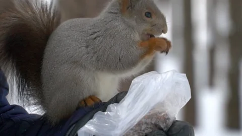 Squirrel runs through the winter forest. Eats nuts. Stock Footage 120551638