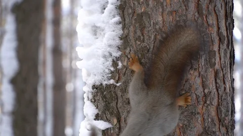 Squirrel runs through the winter forest. Eats nuts. Stock Footage