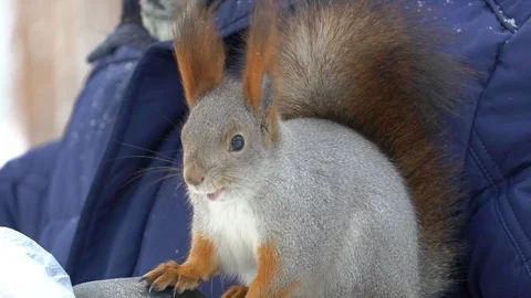 Squirrel runs through the winter forest. Eats nuts. Stock Footage 120552304