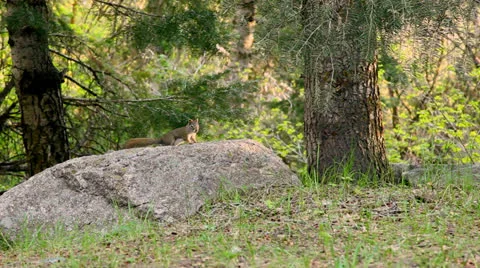 Squirrel runs up tree Vídeos de archivo 25444220