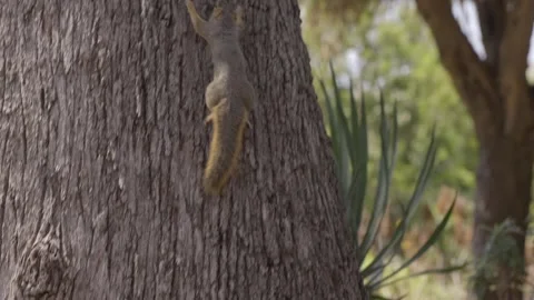 Squirrel runs up tree slow motion Stock Footage 346325951