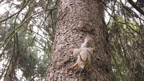 Squirrel runs on a tree in the summer forest Video stock 130566063