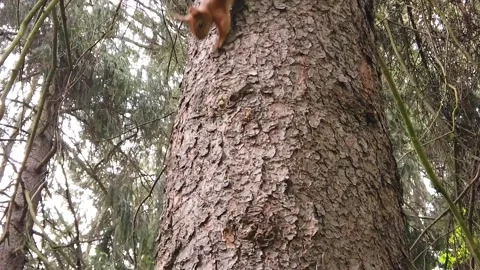 Squirrel runs on a tree in the summer forest Stock Footage 130566107