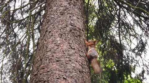 Squirrel runs on a tree in the summer forest Stock Footage 130568029