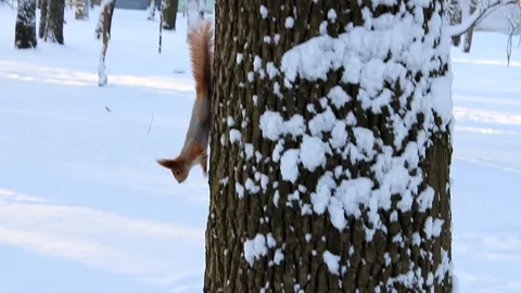 Squirrel runs on the tree in winter park Stock Footage 72098868