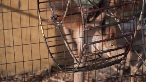 The squirrel runs on a wheel. A cage with a squirrel in a zoo. Sports for animal Stock Footage 186083494