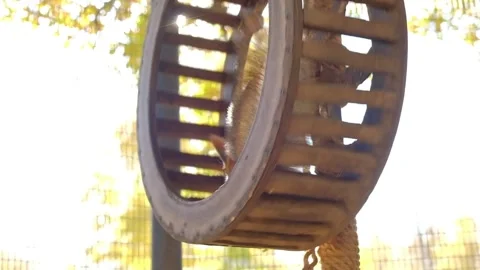 Squirrel runs in the wheel Stock Footage 140641863