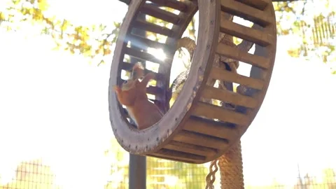 Squirrel runs in the wheel Stock Footage 140642314