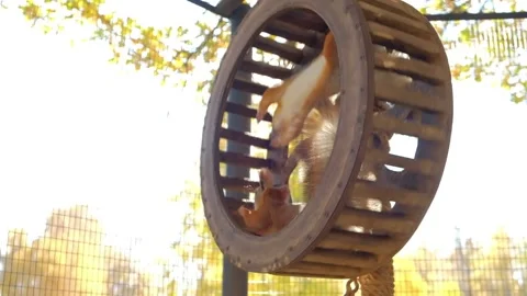 Squirrel runs in the wheel Stock Footage 140642318