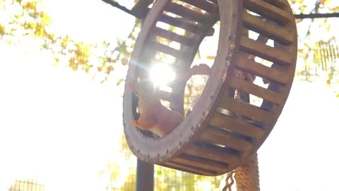 Squirrel runs in the wheel Stock Footage 140642320