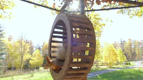 Squirrel runs in the wheel Stock Footage 140642323