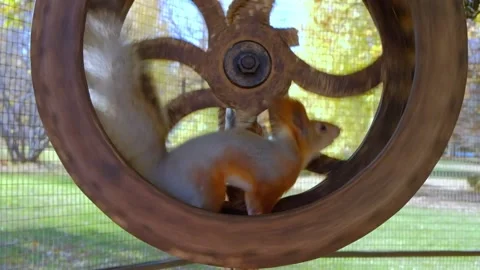 Squirrel runs in the wheel Stock Footage 140642340