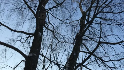 Squirrel Runs in Winter Trees Background Stock Footage 147980368