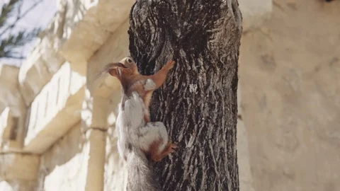 Squirrel runs by the wire on blue sky background Stock Footage 94348252