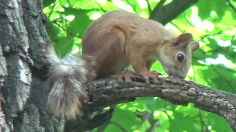Squirrel runs on wood Stock Footage 76727689