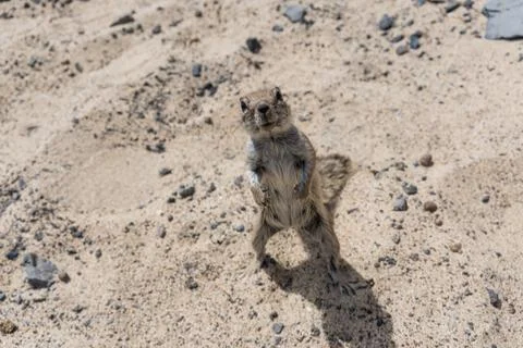 Squirrel at a sand beach Stock Photos