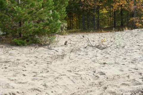 Squirrel on a sandy beach in the fall forest. Selective focus. Stock Photos