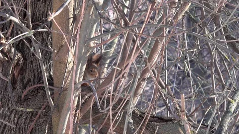 Squirrel sat down to rest among the thick branches on the tree Stock-Footage 104696389
