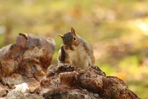 Squirrel sat on a log Stock Photos