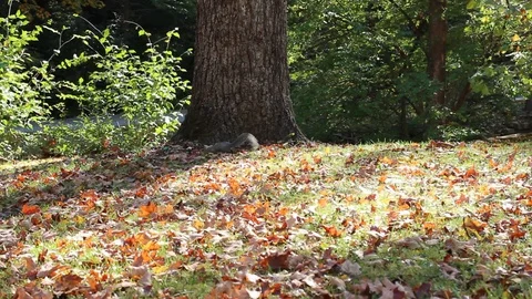 Squirrel Scampers in Bed of Leaves Stock Footage 75035929