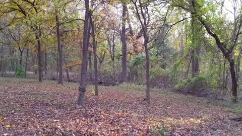 A squirrel scampers down a tree onto a forest floor of fallen autumn leaves Vídeo Stock 166129366