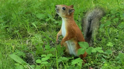 Squirrel scares the bird 스톡 동영상 11563984