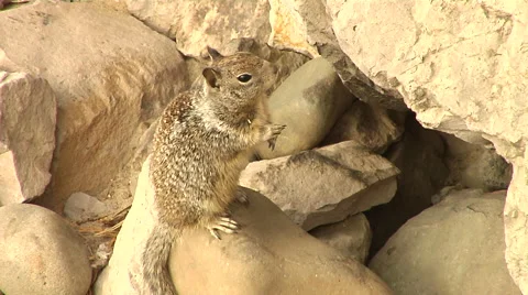Squirrel scarred and leave Stock Footage 41382443