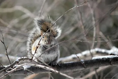 Squirrel Sciuridae eating on snowy tree in winter 写真素材