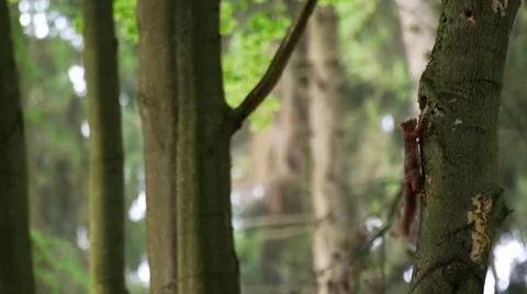 Squirrel - Sciurus Stock Footage 49825887
