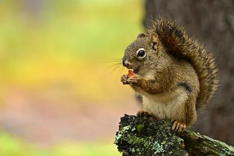 Squirrel (Sciurus) sitting on a branch and eating a pine cone, Denali National Stock Photos
