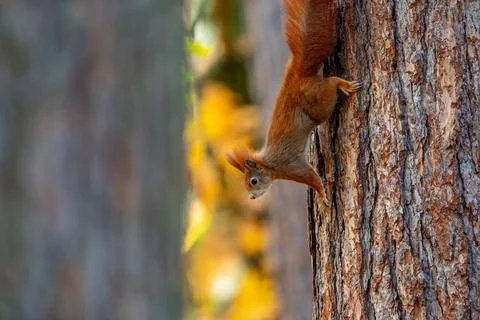 Squirrel (Sciurus vulgaris) climbing down a tree in autumn forest Stock Photos