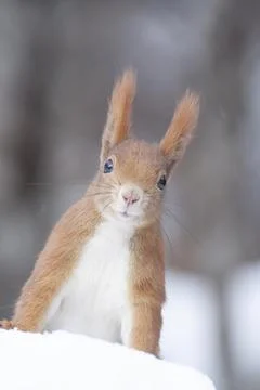 Squirrel (Sciurus vulgaris) Stock Photos
