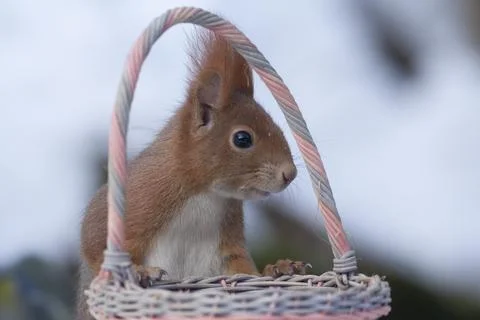 Squirrel (Sciurus vulgaris) Stock Photos