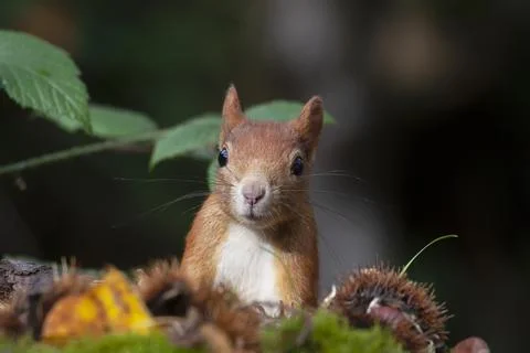 Squirrel (Sciurus vulgaris) Stock Photos
