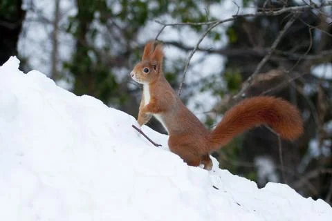 Squirrel (Sciurus vulgaris) Stock Photos