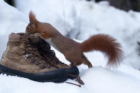 Squirrel (Sciurus vulgaris) Stock Photos