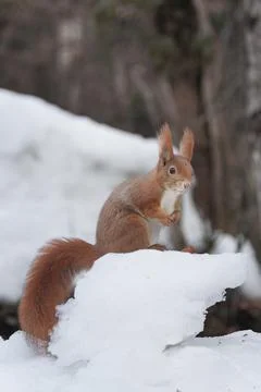 Squirrel (Sciurus vulgaris)	 Stock Photos