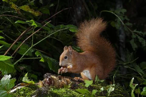 Squirrel (Sciurus vulgaris) Stock Photos