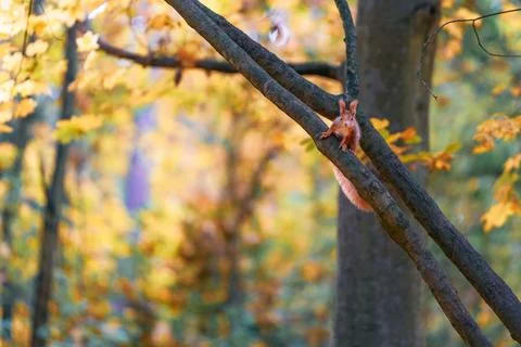 Squirrel (Sciurus vulgaris) Resting on Tree Branch in Autumn Foliage Foto stock