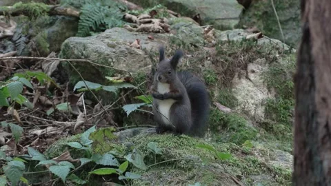 Squirrel (Sciurus vulgaris) Scoiattolo Stock-Footage 292134906