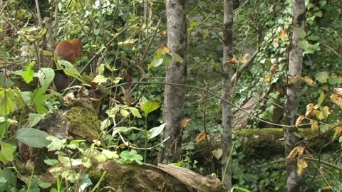 Squirrel (Sciurus vulgaris) Scoiattolo rosso Stock Footage 238525901
